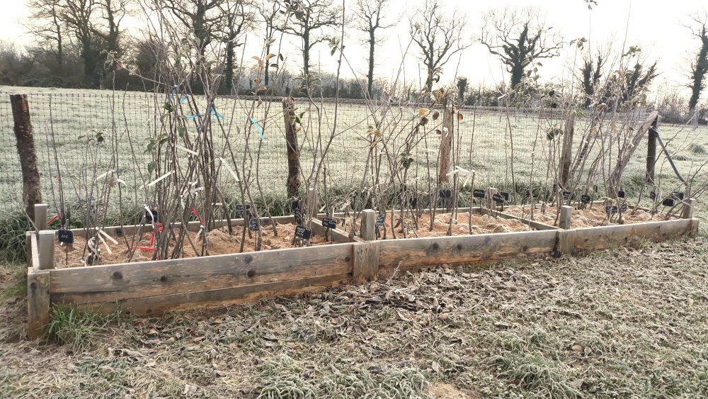 Arbres en jauge à la Pépinière aux fruits